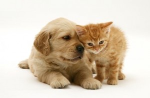 ¿ Perros o Gatos ? ¿ Perros o Gatos ?