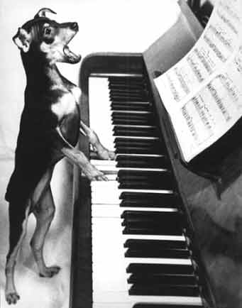 Perro cantando